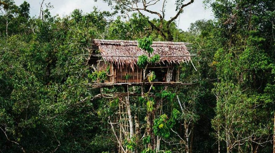 Rumah Pohon suku korowai