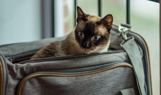 Pernah Cobain Ngetrip Sama Hewan Peliharaan Belum? Ini Tipsnya 1 Ngetrip bareng hewan peliharaan