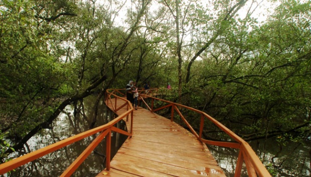 Mangrove Penajam