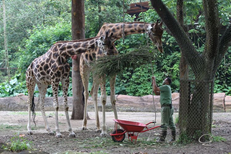 Taman Safari Bogor