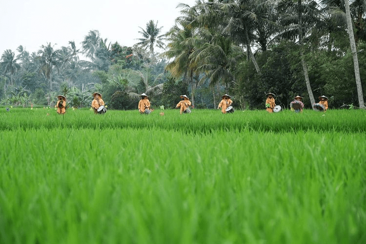 festa raden, desa wisata cisande, sukabumi, vanguard, MBKM, geubuk bantal, egrang, layangan, drumband oma opa, pencak silat, perayaan, ulang tahun desa cisande, tari engklak, potensi budaya, kawanjo, pigijo,