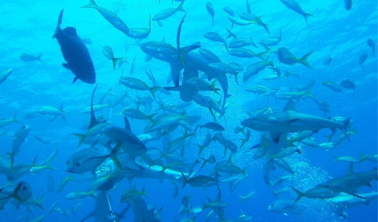 Yakin Berani Menyelam dikelilingi Hiu? Cobalah Nikmati Satu Persatu Wisata Pantai di Jepara Ini!