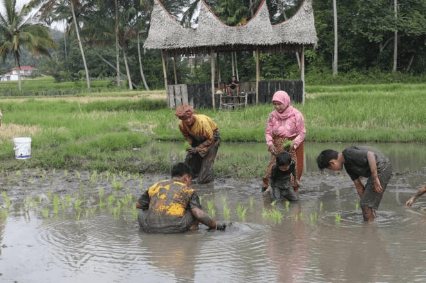 desa wisata, kubu gadang, padang panjang, sumatra barat, kawanjo, pigijo, wisata edukasi, malam anugrah desa wisata, silek lanyah, wisata menanam padi, randai, pacu upiah, 