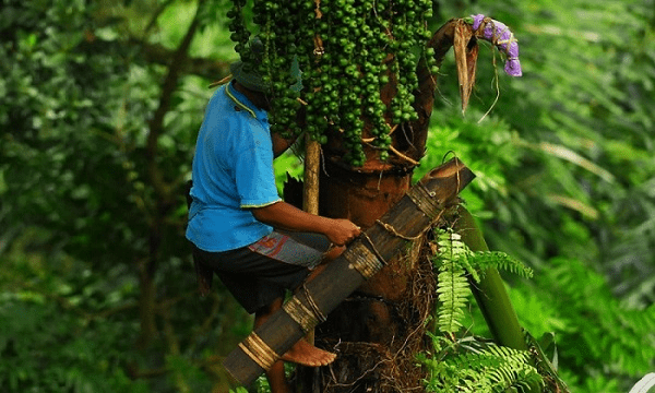Mengenal Air Nira, Bahan Baku Khas Kampung Lahang 2 air nira, aren, pohon kawung, suku sunda, air lahang, kampung lahang, sukabumi, kawanjo, paket wisata, gula aren,