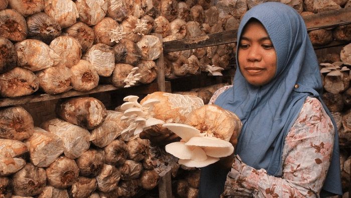 Intip Keseruan Vanguard Desa Wisata Budidaya Jamur Tiram di Kampung Lahang 2 vanguard, budidaya jamur tiram, vanguard, desa gede pangrango, homogenisasi, baglog, sterilisasi, inokulasi, inkubasi, panen jamur, paket wisata,