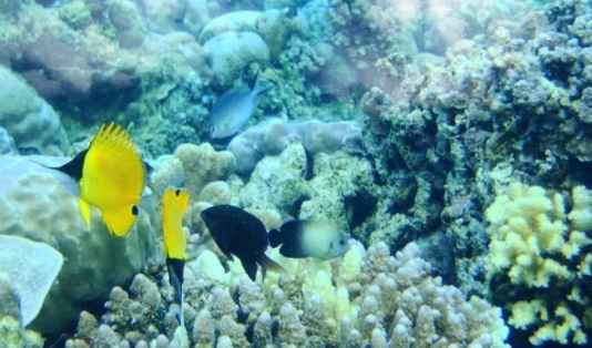 6 North Sulawesi Tourisms that Has Amazing Enchantment 2 North Sulawesi tourisms, Traveler Wajib Tahu, Wisata di Manado Ini Punya Pesona yang Menakjubkan