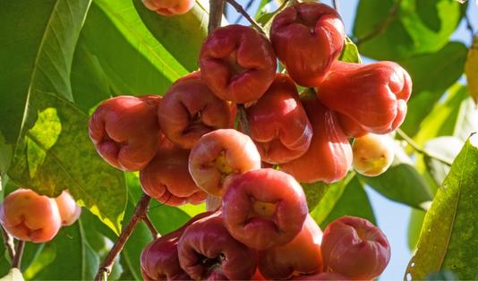 Berburu Buah Segar di Desa Wisata Kandri 3 Desa Wisata Kandri