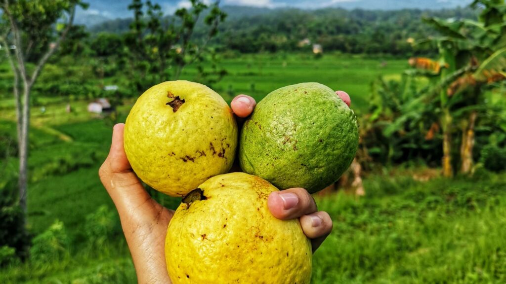 Berburu Buah Segar di Desa Wisata Kandri