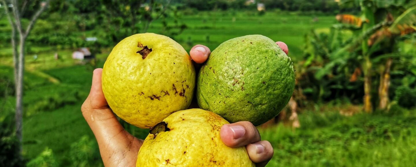Berburu Buah Segar di Desa Wisata Kandri Berburu Buah Segar di Desa Wisata Kandri