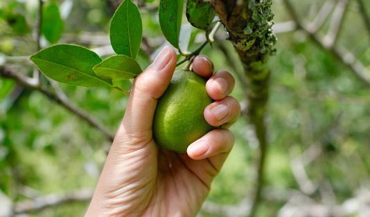 Berburu Buah Segar di Desa Wisata Kandri 2 Desa Wisata Kandri