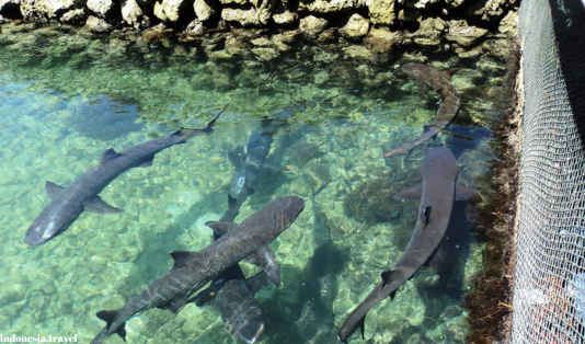 karimunjawa,