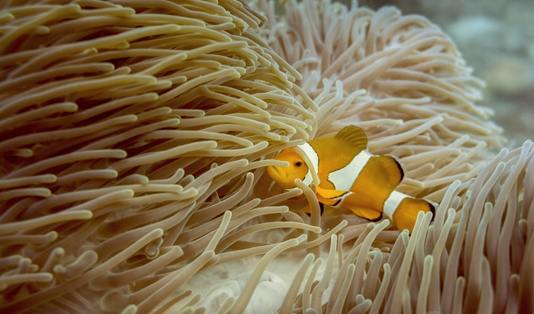 ikan badut, nemo, pahawang
