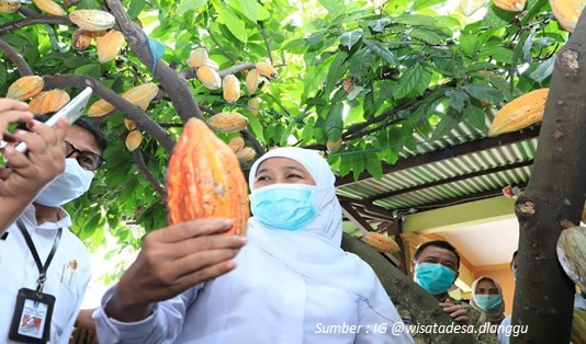 wisata kebun coklat mojokerto
