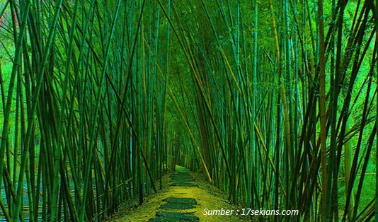 keunikan wisata desa Penglipuran Hutan Bambu