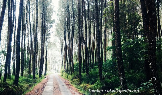 wisata magelang Pinusan Kragilan