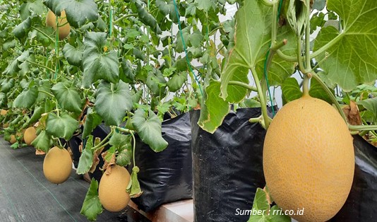 Taman Agrowisata Melon Cilincing di Jakarta