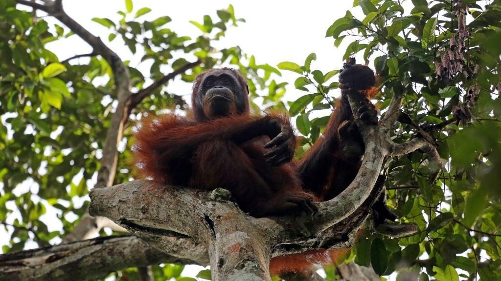 Hilangkan Pening dengan Wisata ke Taman Nasional Tanjung Puting!