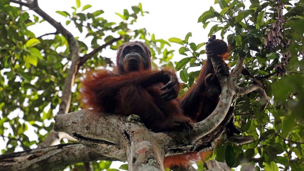 Hilangkan Pening dengan Wisata ke Taman Nasional Tanjung Puting!