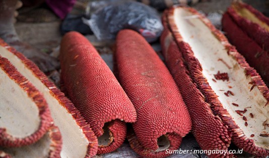 Pantang Pulang Sebelum Beli Oleh-oleh khas Manokwari 8 buah merah khas Manokwari