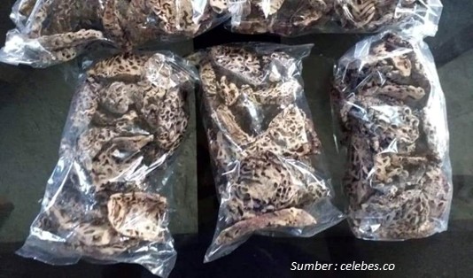 Pantang Pulang Sebelum Beli Oleh-oleh khas Manokwari 6 sarang semut khas Manokwari