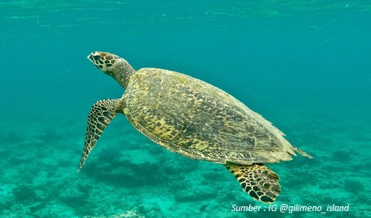 Menepi dari Riuh Kehidupan, Wisata di Pulau Gili Meno Saja! 4 Penangkaran penyu di Pulau Gili Meno