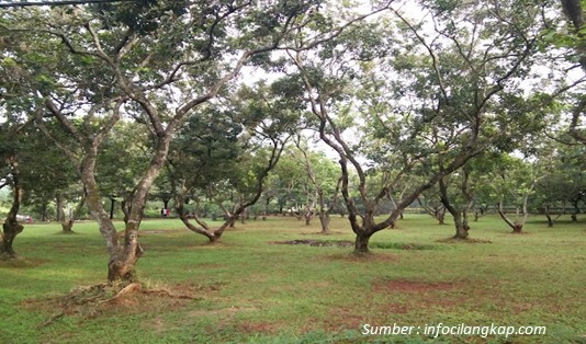 Wisata Keluarga di Cilangkap adalah Pilihan Mantap 2 Banyak Pohon Buah di Taman Wisata Cilangkap
