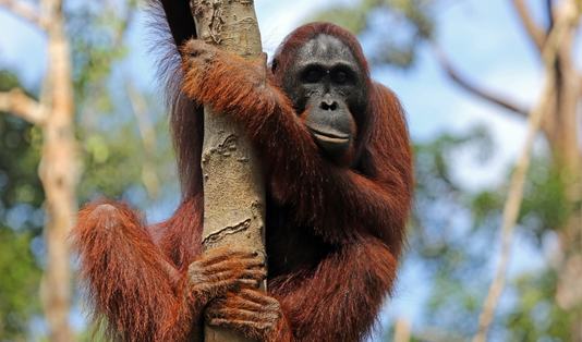 Hilangkan Pening dengan Wisata ke Taman Nasional Tanjung Puting!
