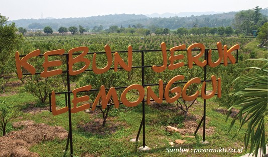 Pasti Puas, Ternyata ini Aktivitas di Kebun Wisata Pasirmukti Citeureup Bogor 3 Wisata alam Kebun Wisata Pasirmukti Citeureup Bogor