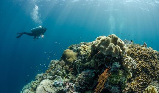 Paket Diving Wakatobi, Surga Nyata Segitiga Karang Dunia
