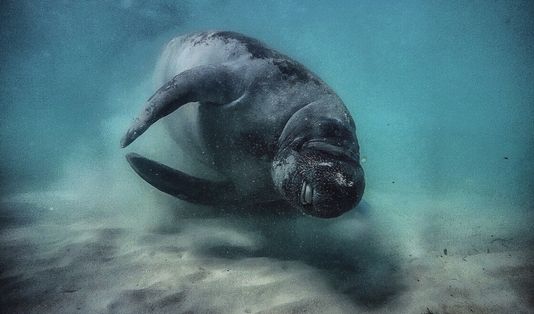Pulau Morotai, wisata morotai, dugong, ikan duyung, sapi laut, dugong morotai