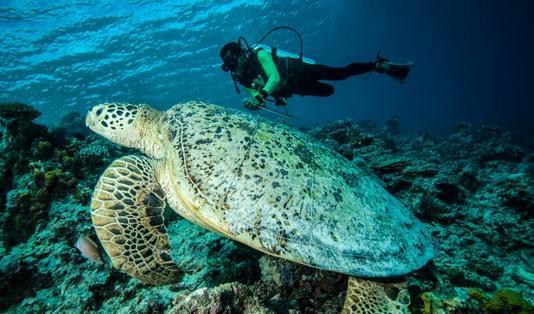 Temukan Perairan Menawan dalam Paket Wisata Derawan Via Berau di Pigijo 3 Pulau derawan, penyu, kalimantan timur