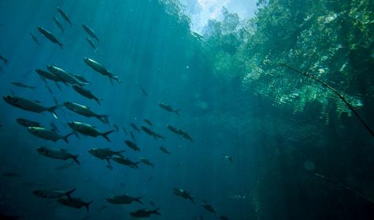 Temukan Perairan Menawan dalam Paket Wisata Derawan Via Berau di Pigijo 1 Pulau derawan, kalimantan timur, berau, Pulau maratua,