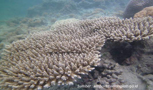 rekomendasi tempat Wisata di Pulau Sangiang