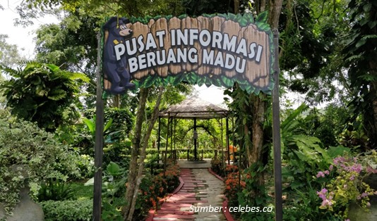 Sekilas tentang Beruang Madu