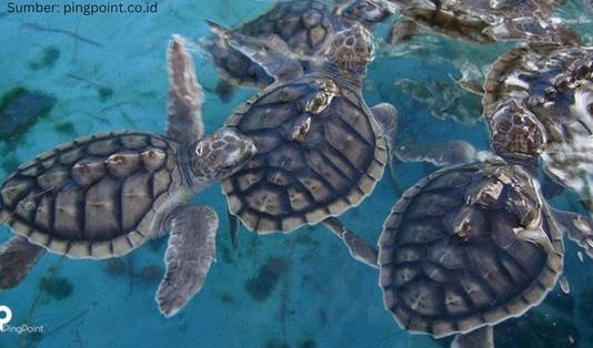 5 Spot Wisata Pulau Pramuka, yang Kamu Pasti Suka! 3 Wisata Pulau Pramuka, Penangkaran Penyu, Kepulauan Seribu, Pulau Pramuka, Pantai Pasir Putih, Tukik