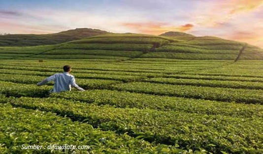 wisata kebun teh di Jawa Barat, Wisata Kebun Teh Rancabali Ciwidey