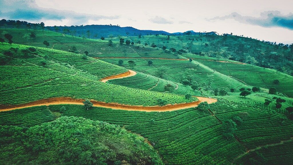 Wisata Kebun Teh di Jawa Barat
