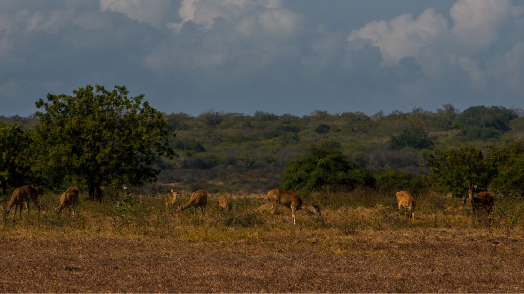 Bak Savana Afrika, 5 Alasan ke Taman Nasional Baluran! Taman Nasional Baluran