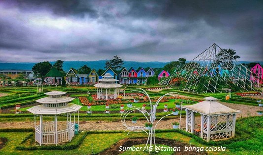 Taman Bunga Celosia