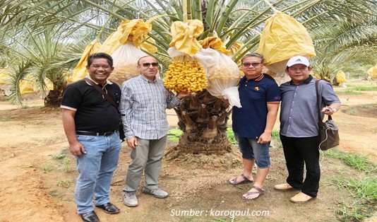 Kebun Kurma Karo Sumatera Utara