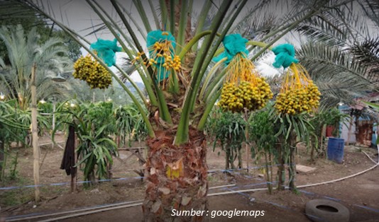 Panen di Kebun Kurma Karo Sumatera Utara Sambil Liburan
