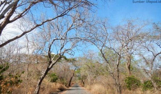 Bak Savana Afrika, 5 Alasan ke Taman Nasional Baluran! 2 Hutan Musim Baluran, Taman Nasional Baluran, Africa van Java, Banyuwangi, Situbondo Jawa Timur
