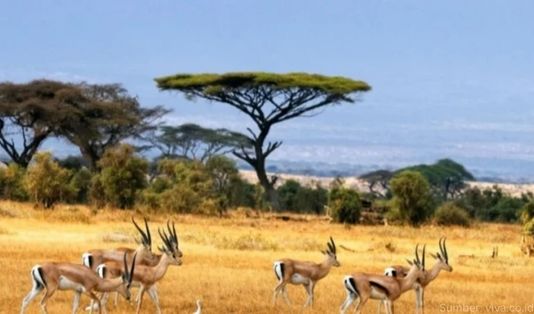 Bak Savana Afrika, 5 Alasan ke Taman Nasional Baluran! 4 Taman Nasional Baluran, Banyuwangi, Situbondo, Africa van Java, Jawa Timur