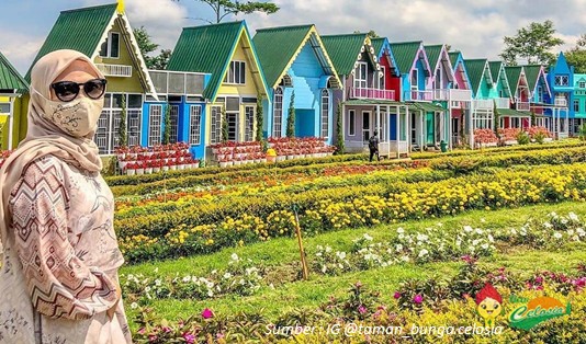 Wisata taman bunga Celosia