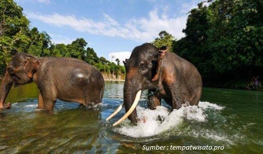 Bosan Eksplor Pulau Jawa? Ngetrip ke Tangkahan Aja! 2 ngetrip ke tangkahan, tangkahan, pigijo, kawanjo, pantai kupu-kupu, air terjun garut, air terjun kenangan,
