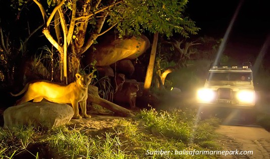 Wisata Bali Safari and Marine Park Gianyar, Nonton Hewan Liar dan Belajar Main Gamelan 5 Tiket Masuk Wisata Bali Safari and Marine Park Gianyar