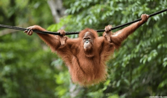 ekowisata, taman nasional, tanjung puting, way kambas, ujung kulon, hari hutan, hari hutan internasional,