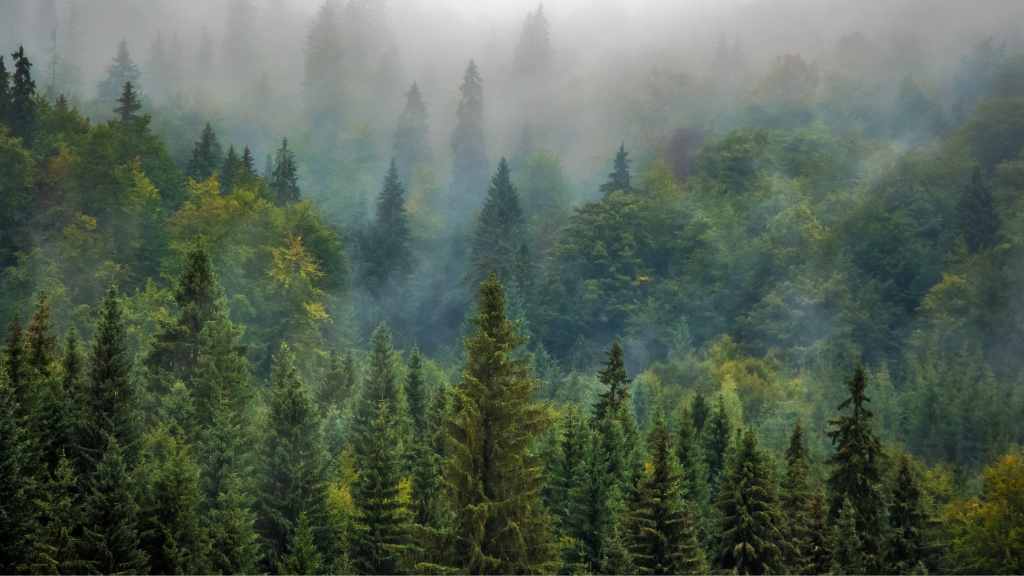 hari hutan internasional,