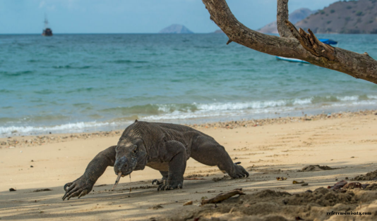 Uang 1,4 Juta Bisa One Day Trip Labuan Bajo? Let's Go! 2 one day trip labuan bajo, pulau padar, pulau komodo, pink beach, taka makassar, manta point, pari manta, pulau kanawa,