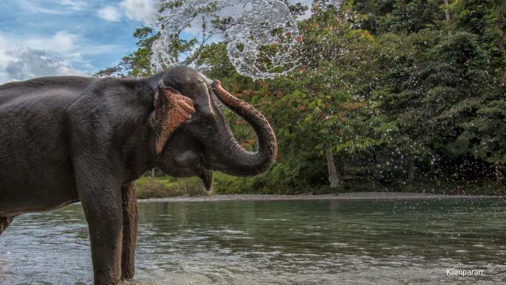 Bosan Eksplor Pulau Jawa? Ngetrip ke Tangkahan Aja! Bosan Eksplor Pulau Jawa? Ngetrip ke Tangkahan Aja!